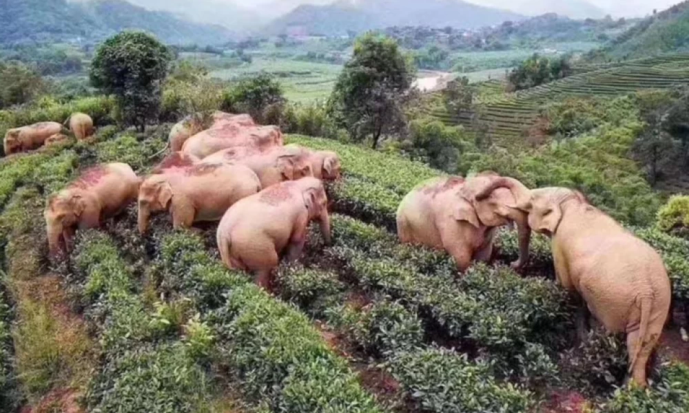Κίνα: Νταλίκες στήνουν μπλόκο για να εμποδίσουν κοπάδι από ελέφαντες